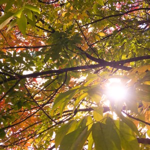 changing leaves and sun