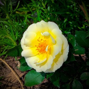 yellow and white rose