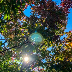 autumn sun tree